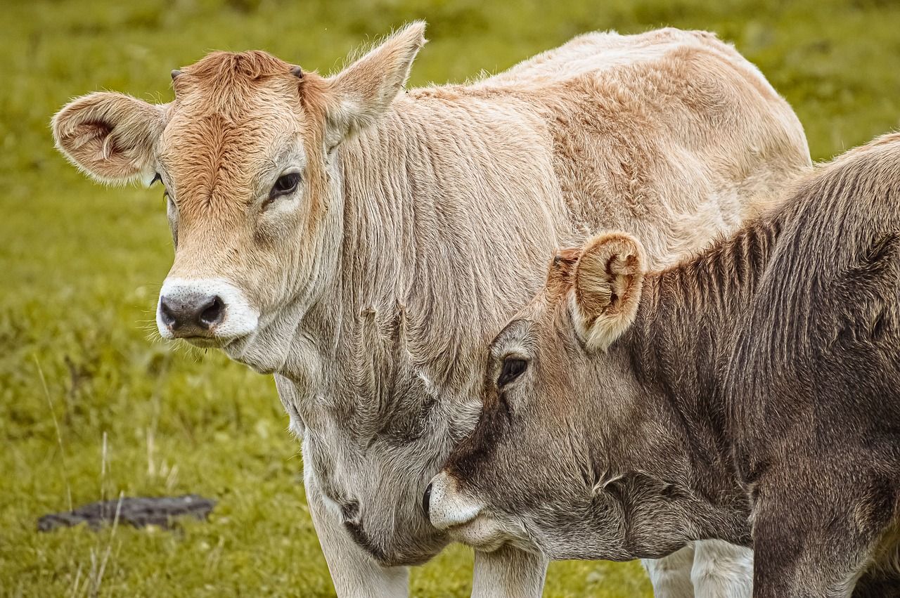 UK records first bluetongue outbreak of 2025/2026 season