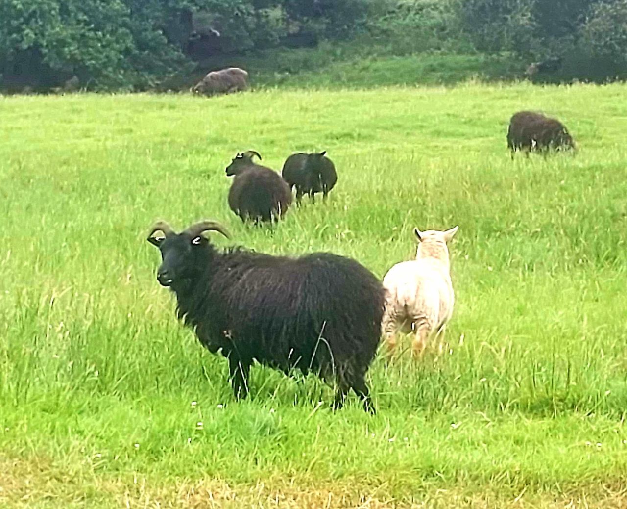 Police investigate £18,000 theft of sheep