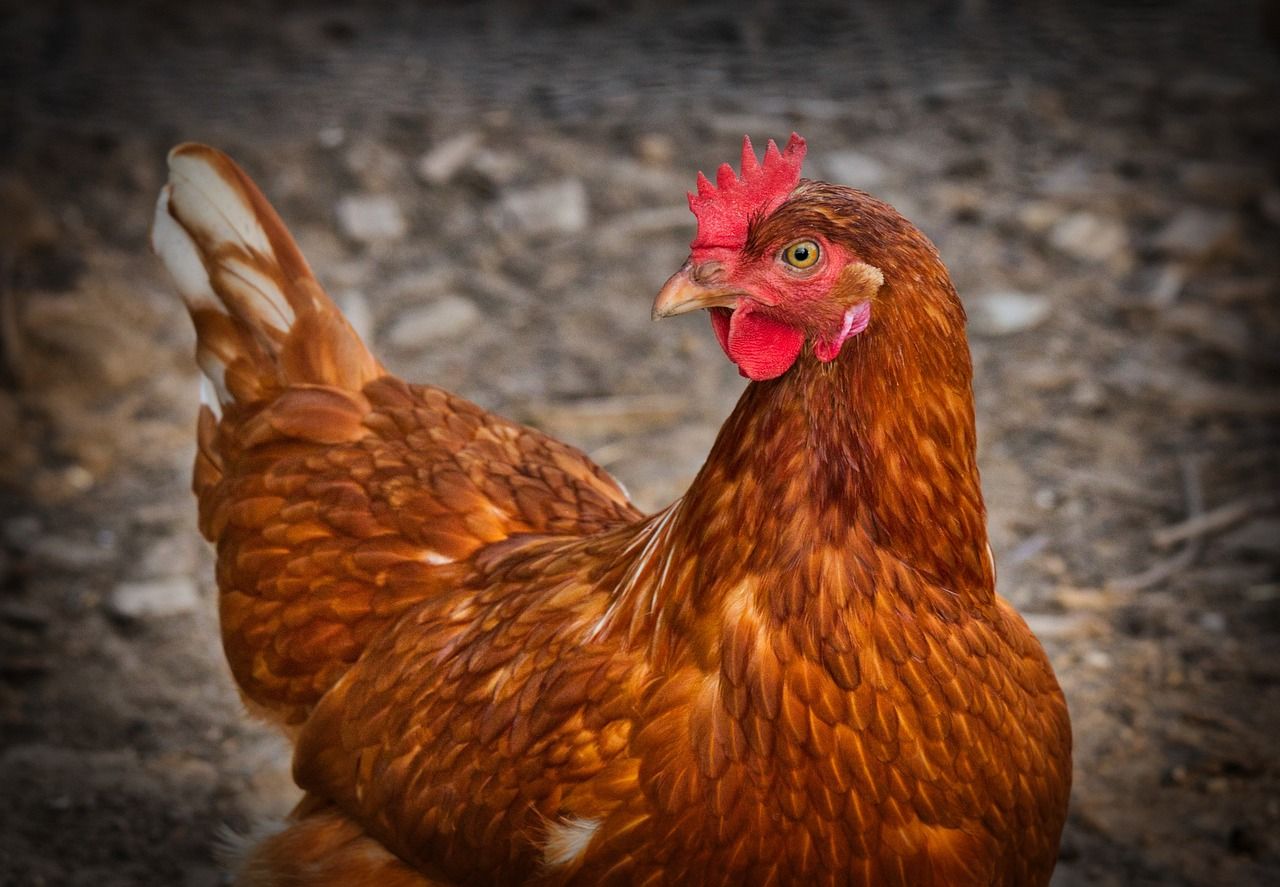 DAERA warns poultry sector of winter bird flu spread