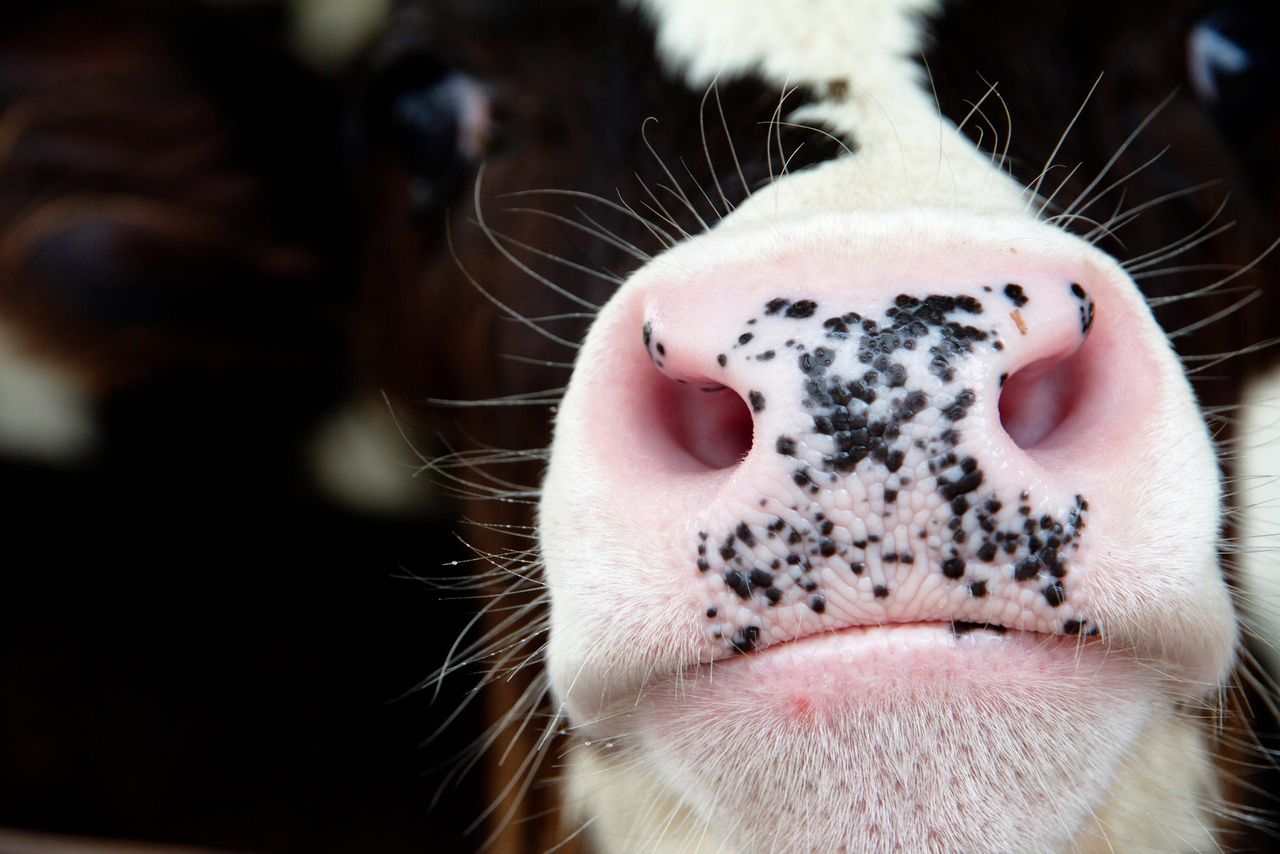 Bluetongue cases jump to 493 in UK in current season