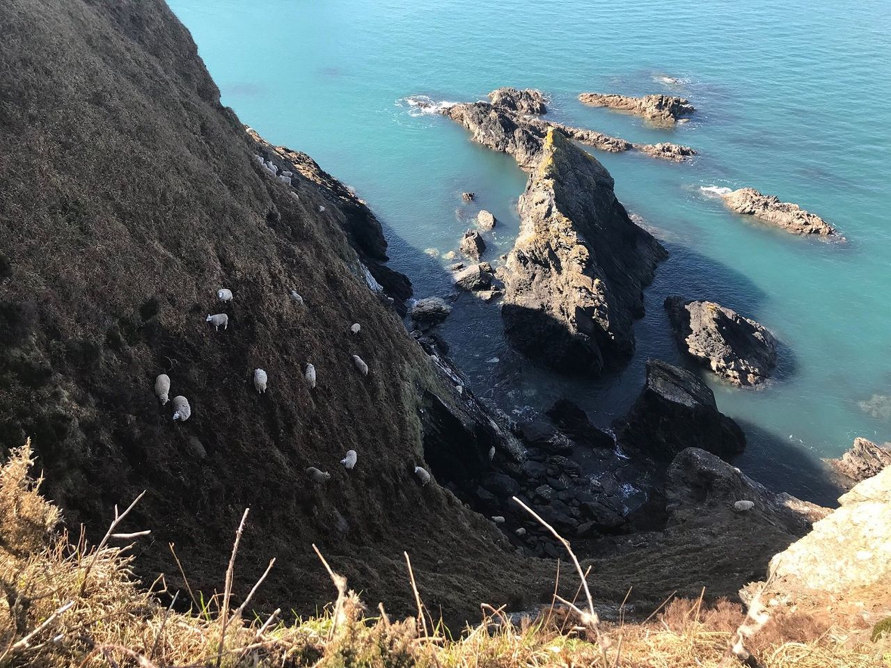Rescue mission enters 3rd day for 60 sheep trapped on sea cliff