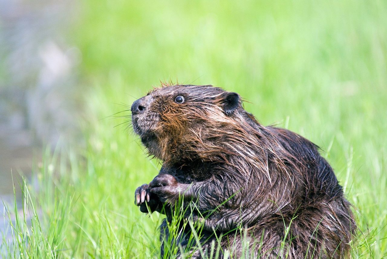 Beavers to be reintroduced into south-west England