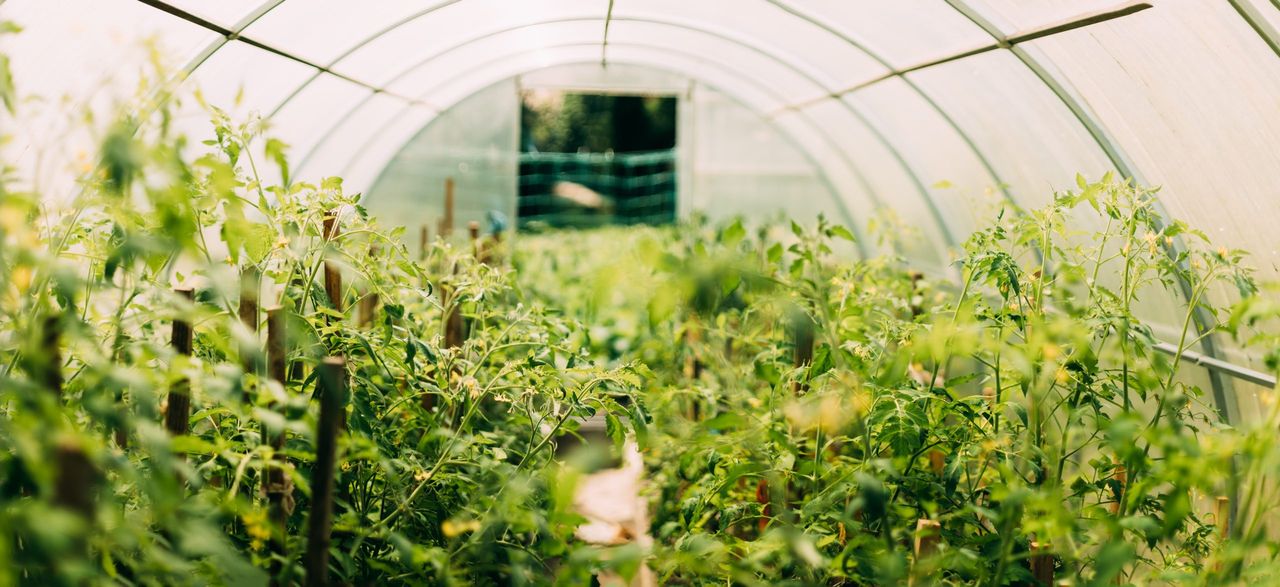 NI horticulture innovation scheme opens for expressions of interest