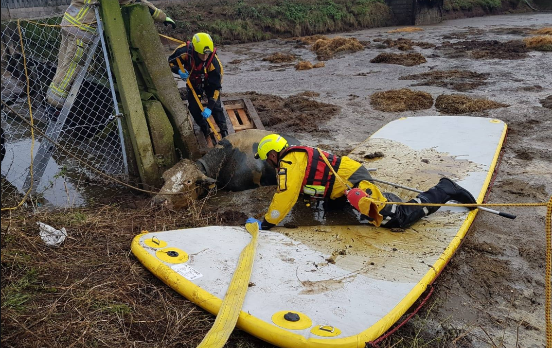 Cattle rescued following close call with slurry store