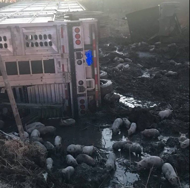 'Nearly 3,000 piglets' loose on US road following lorry crash