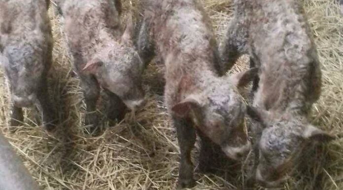 Farmer left dumbfounded after birth of quadruplet heifer calves