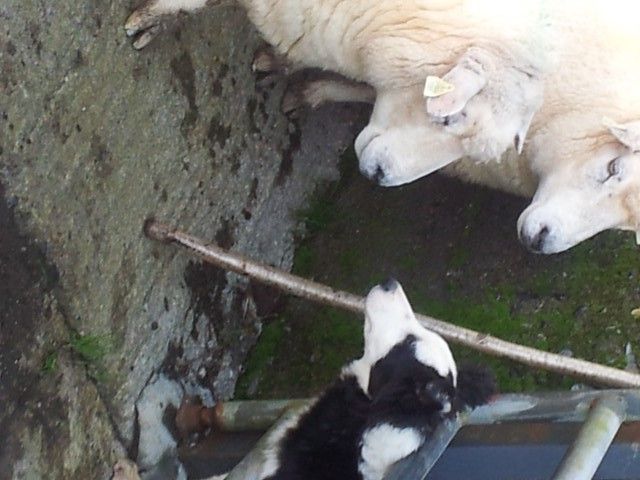 Nutrition, breeding, genetics key to sheep herd health
