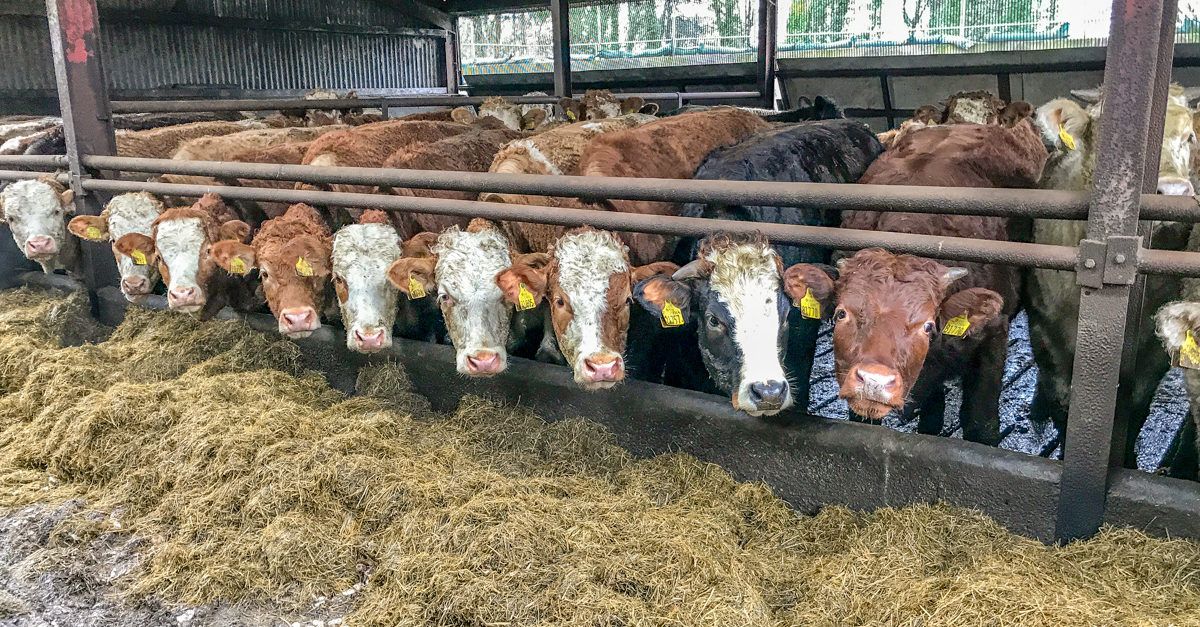 NI beef and lamb export markets ‘more critical than ever’ – LMC chief