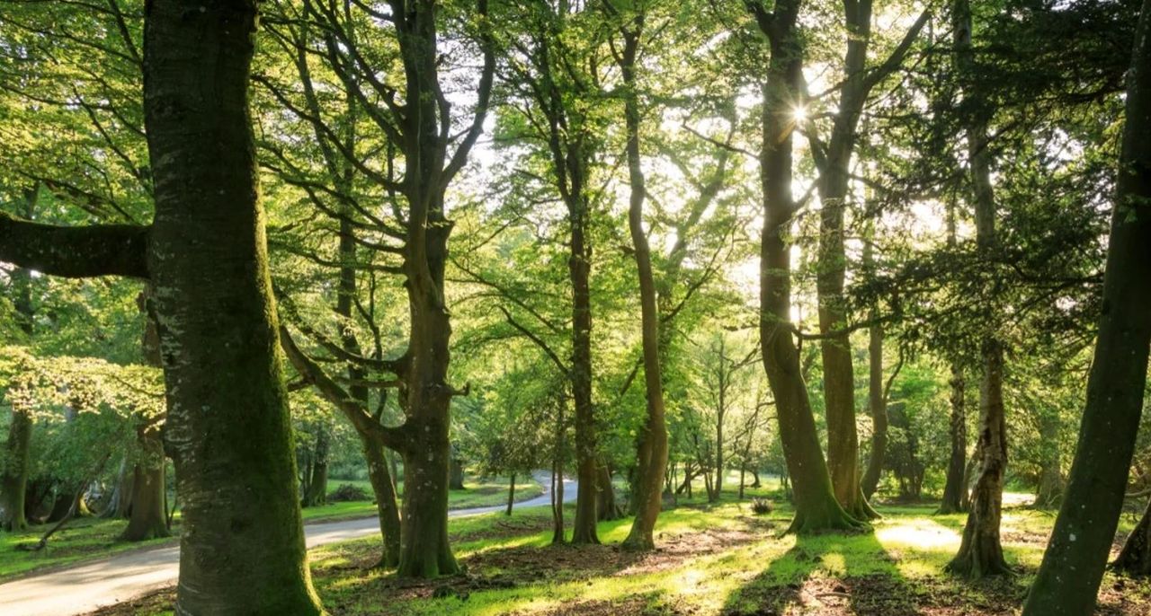 £16m in funding announced for research into climate resilient woodlands