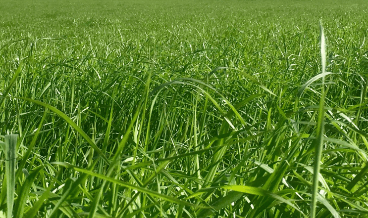Germinal sells Morton’s brand