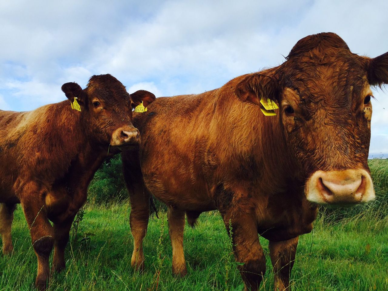 Almost 11,000 cattle reported lost or stolen in 3 years in NI