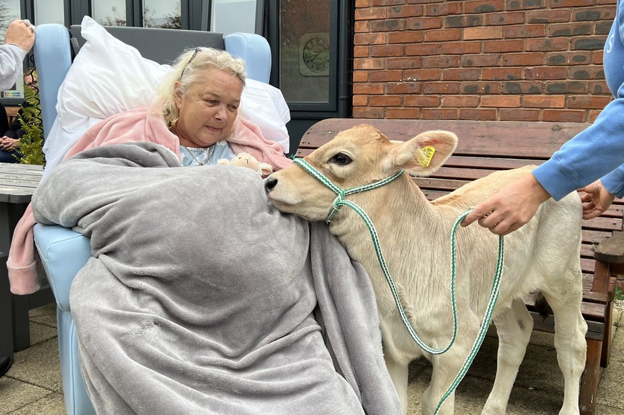 Hospice patients receive surprise visit from twin calves