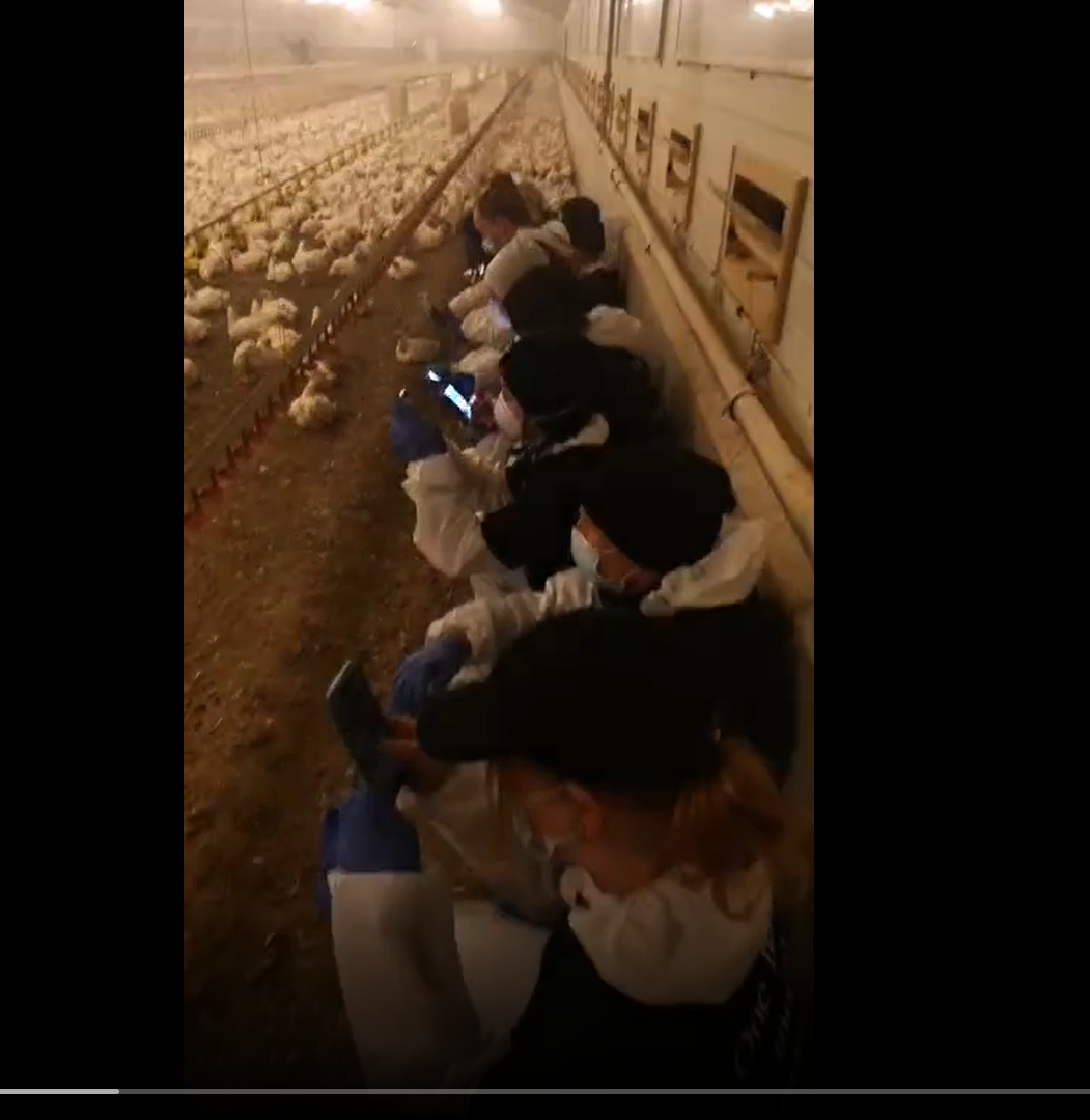 Animal rights activists occupy chicken shed in Armagh over animal welfare dispute