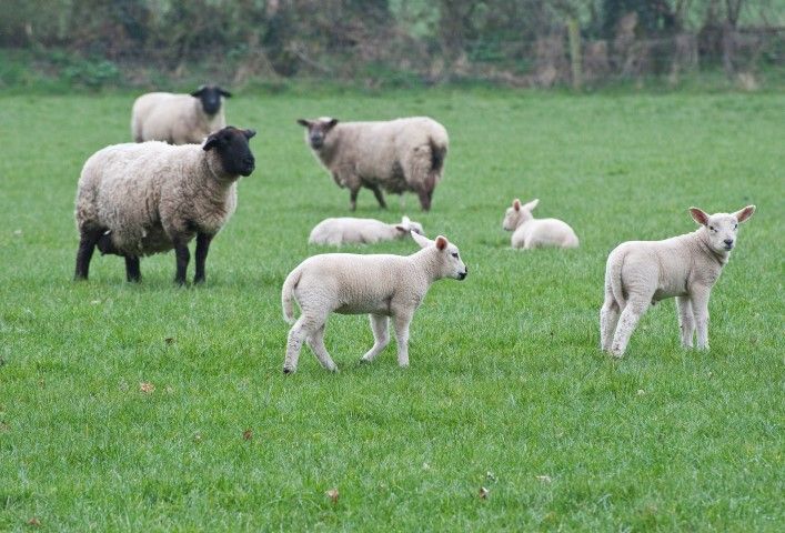 LMC set to launch lamb advertising campaign