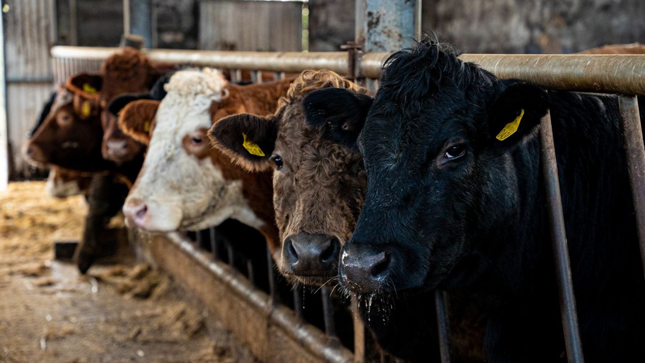 Muir urges NI farmers to opt in to Beef Carbon Reduction Scheme