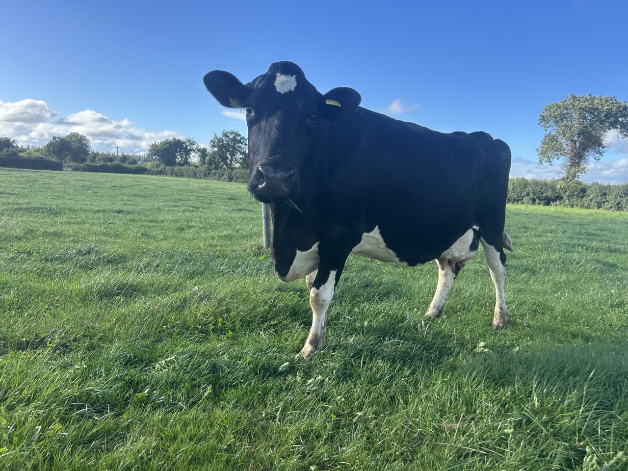 Spring grazing: Risk of negative energy balance
