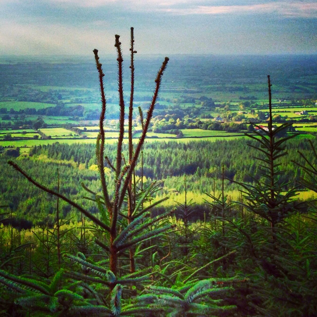 Coillte sells off 300 masts to French investment fund