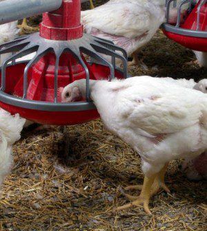 Non-notifiable strain of avian influenza identified on Fermanagh broiler farm