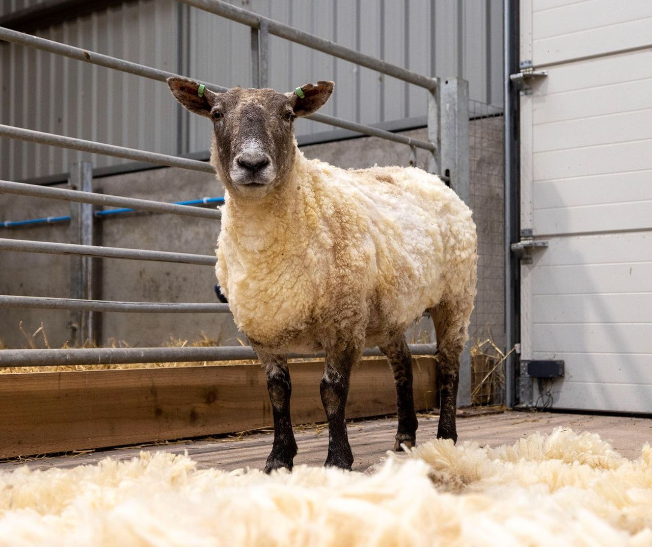 RSABI and SSPCA to benefit from 'Britain's loneliest sheep' legacy fund