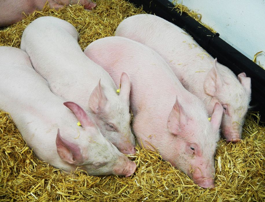 More than 1,000 cases of African Swine Fever confirmed in Europe