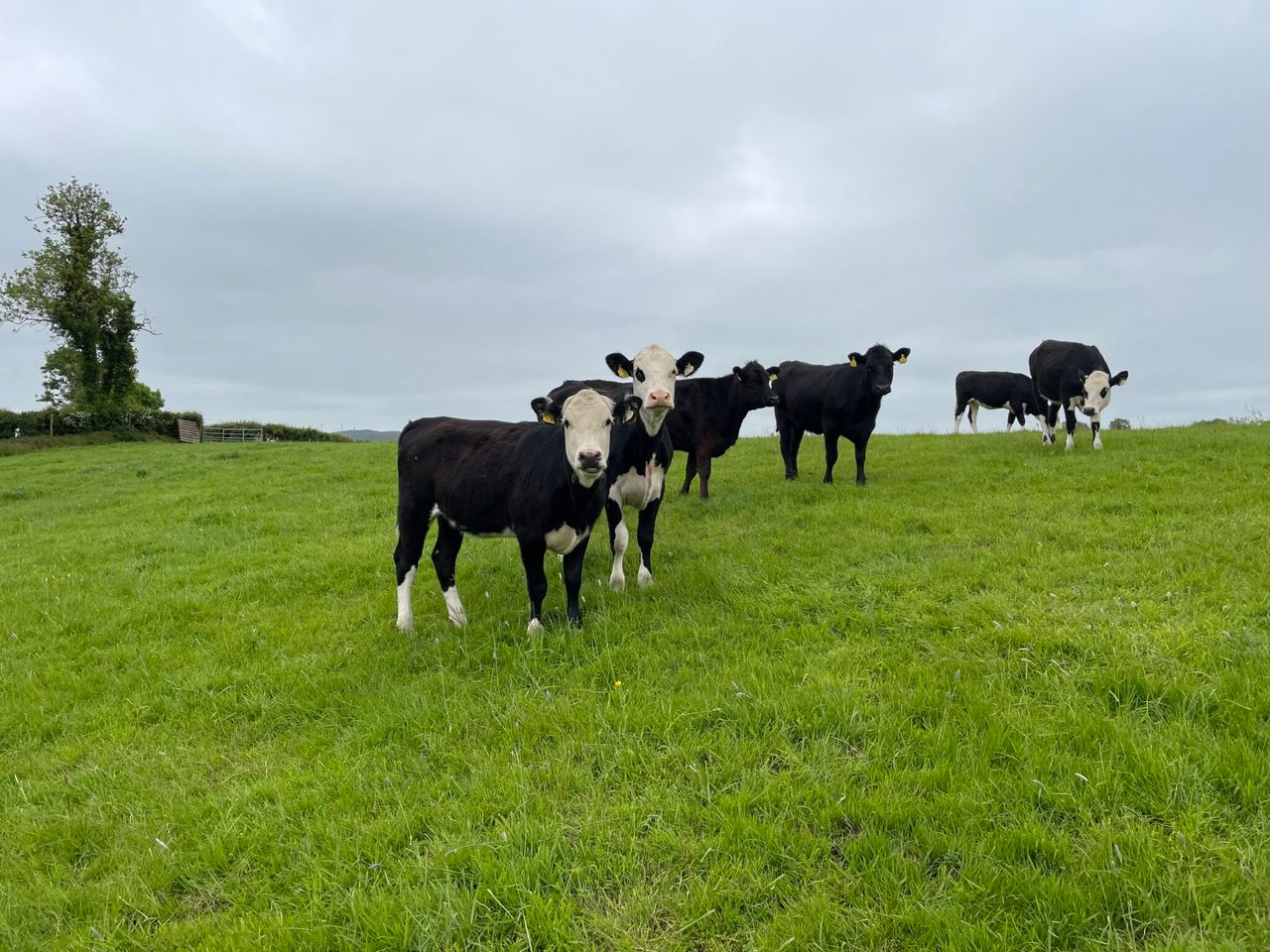 Bluetongue cases in England rise to 83