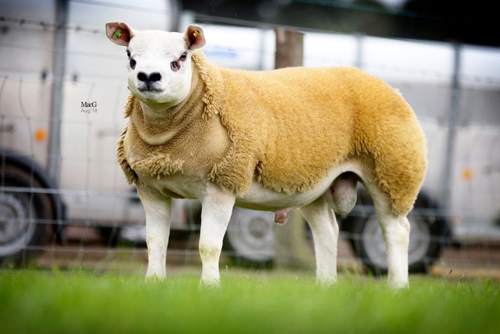125,000gns bid takes Lanark top call as average rises 26%