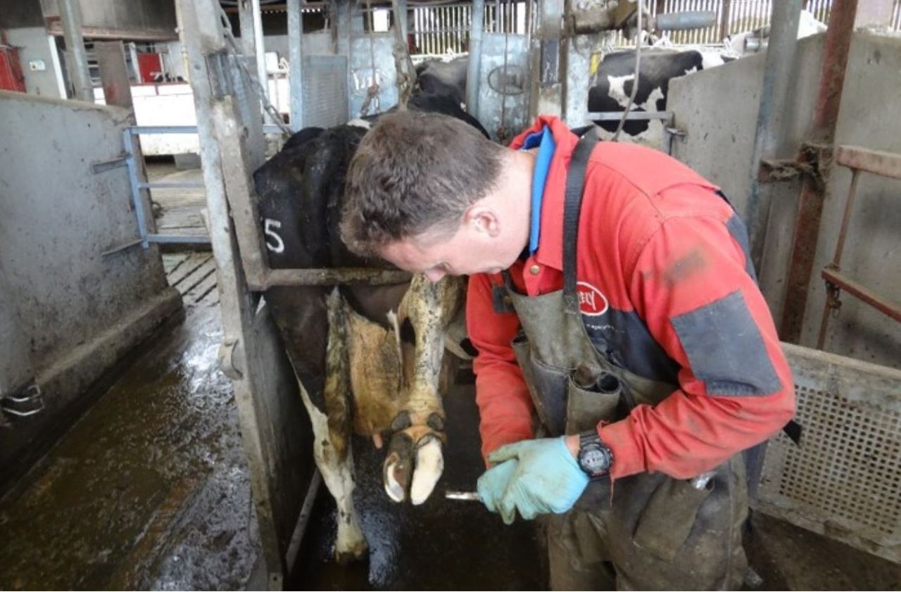 CAFRE advisory body seeks new chairperson and dairy rep
