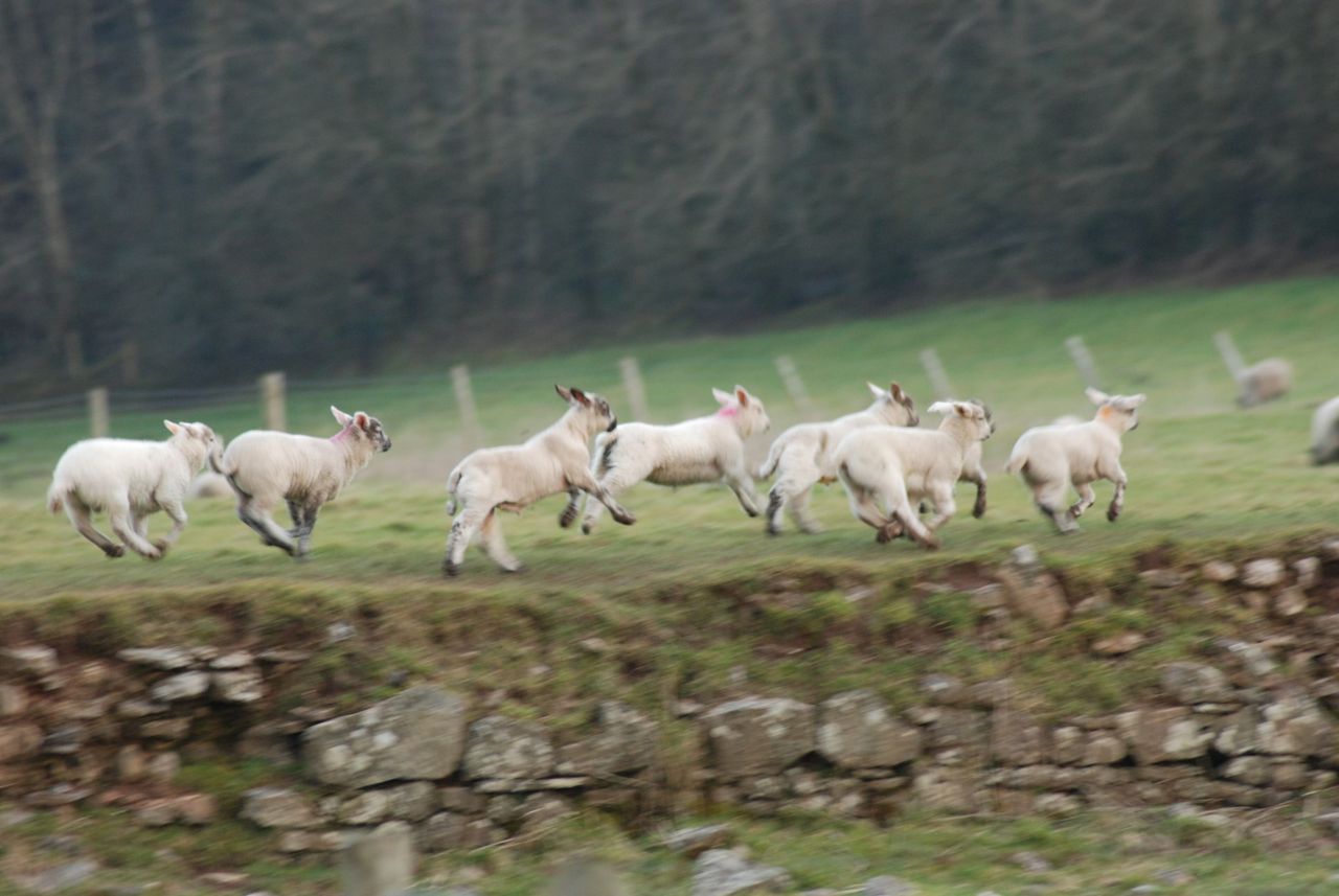 Forum to discuss future of sheep farming at Llandovery Sheep Festival