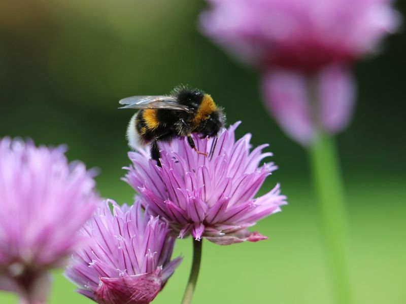 UK bumblebee numbers fell to record low in 2024