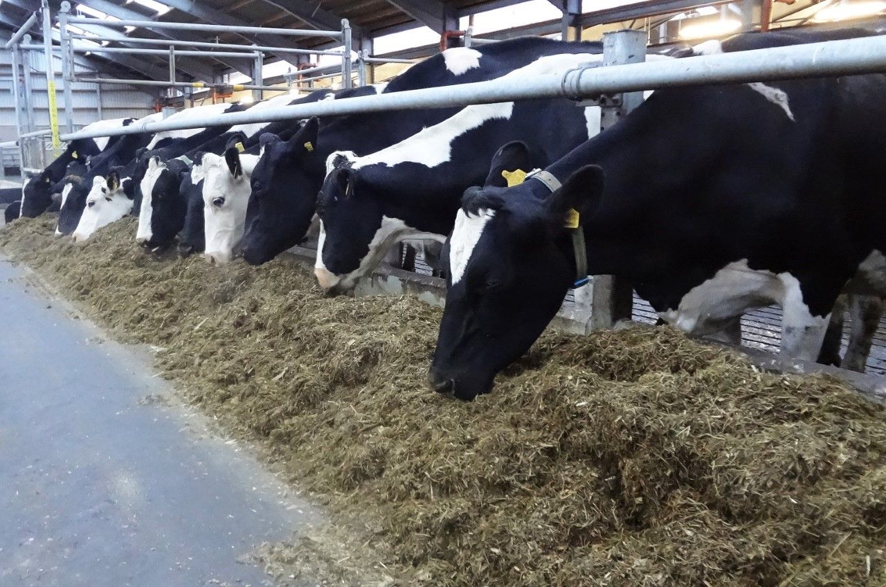 DAERA offering dairy farmers a study trip to England