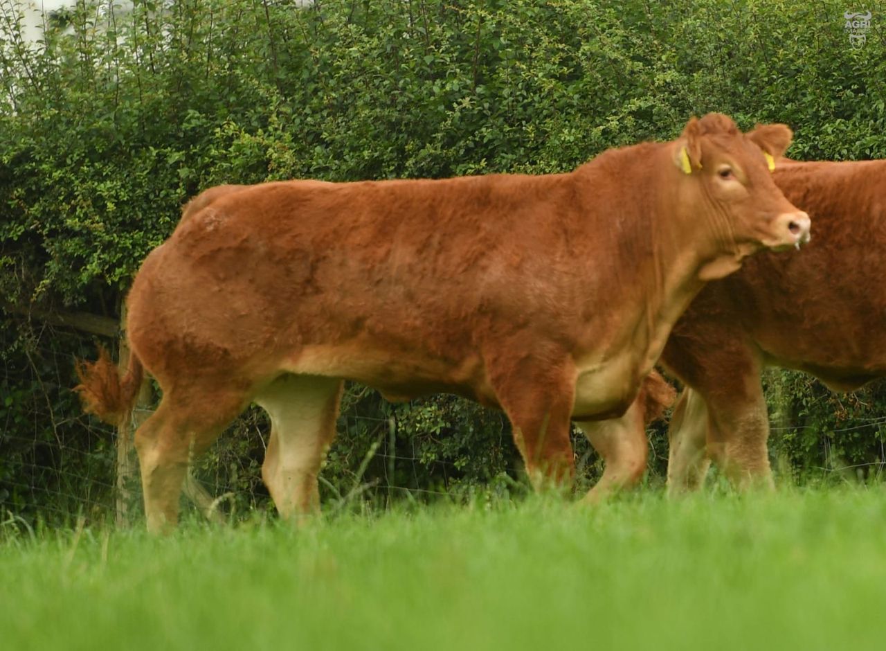 Ampertaine heifers take top prices at Ballymena Limousin sale