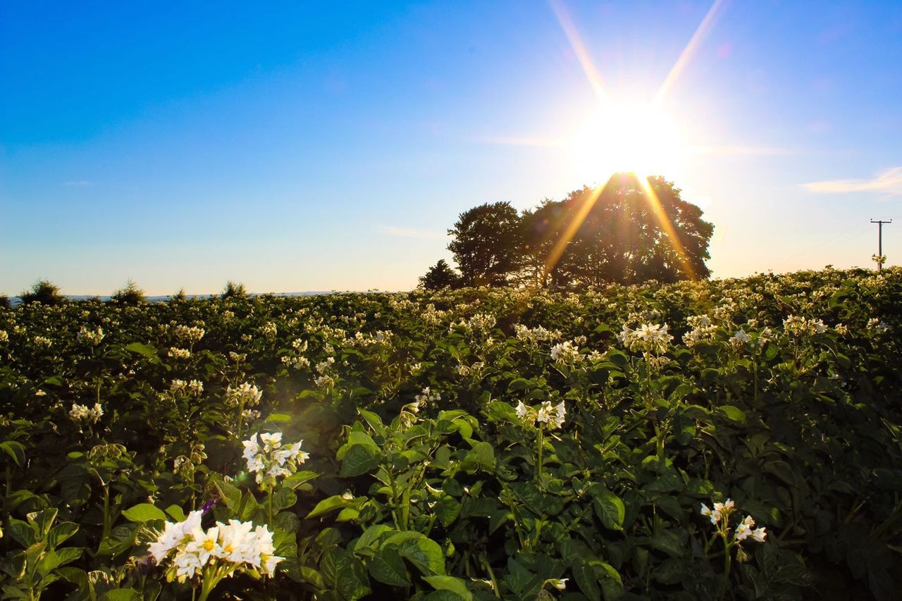 NFU welcomes government clarity on nature recovery schemes
