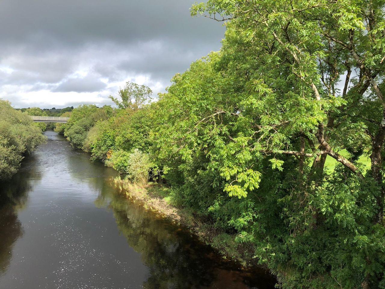 New campaign to stop alien species threatening Irish waterways