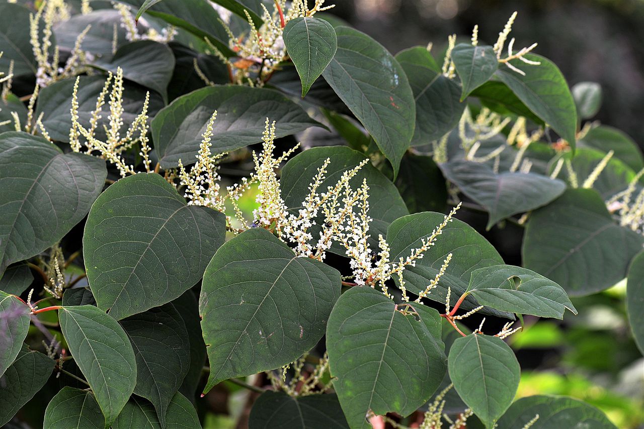 28% growth in Japanese Knotweed cases across the UK