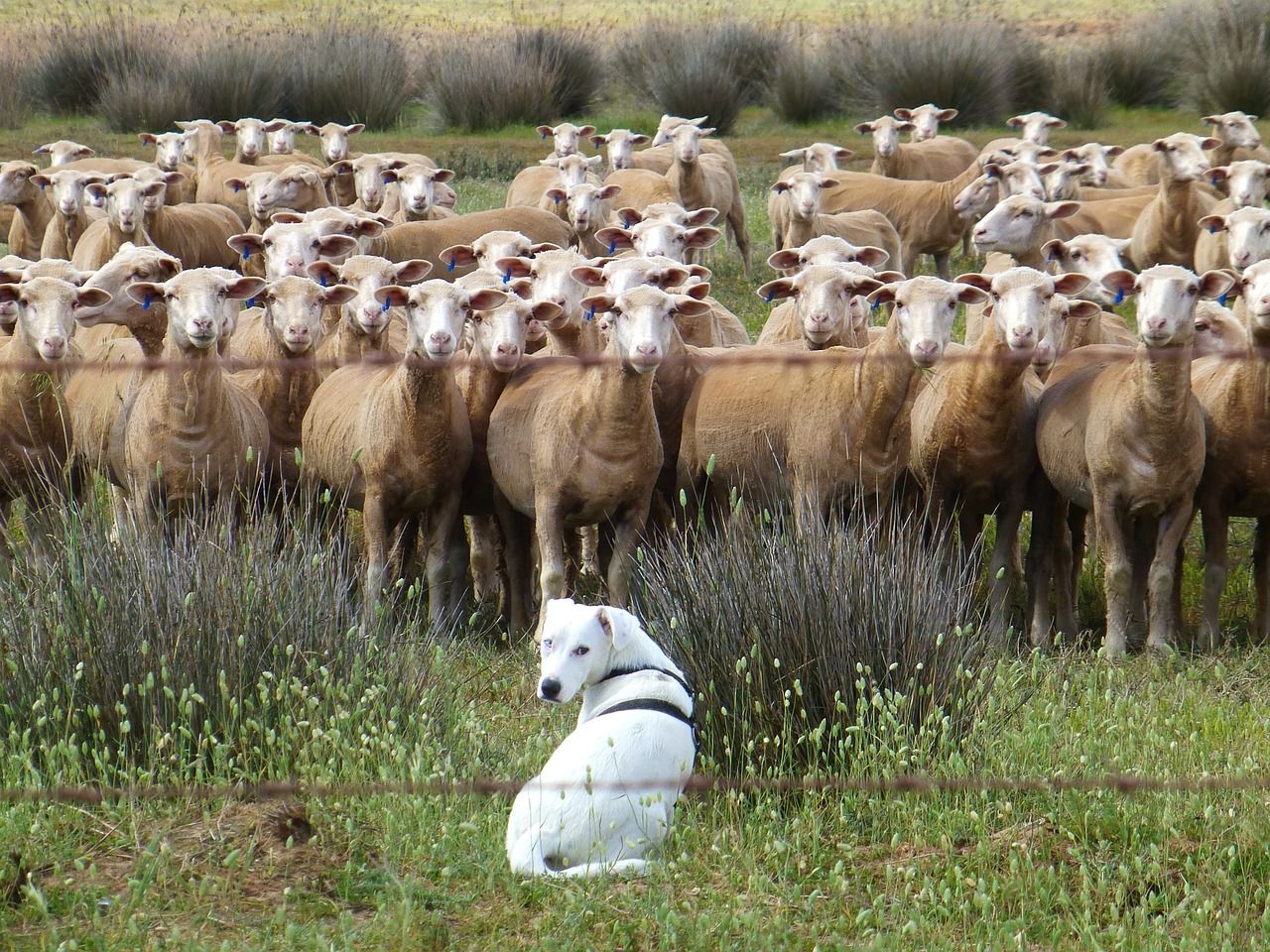 Planning winter feed options for sheep