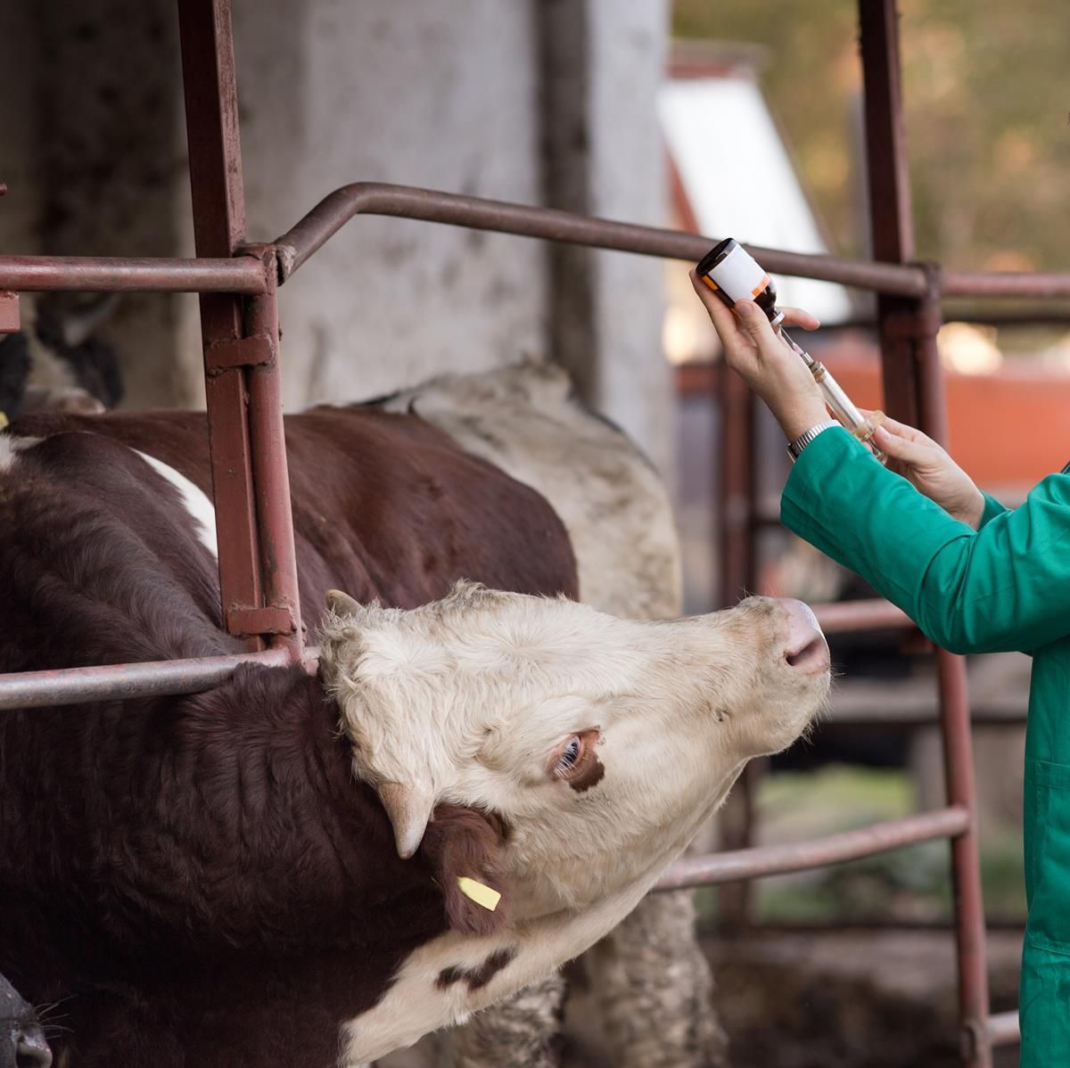 Predicting cattle disease ahead of time – through blood tests