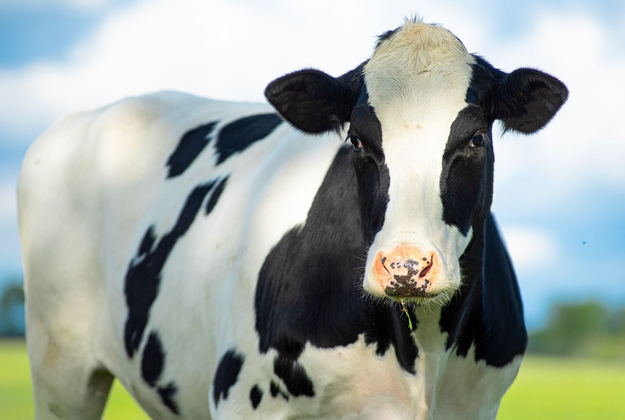 Would you drink vodka from milk carton-inspired packaging?