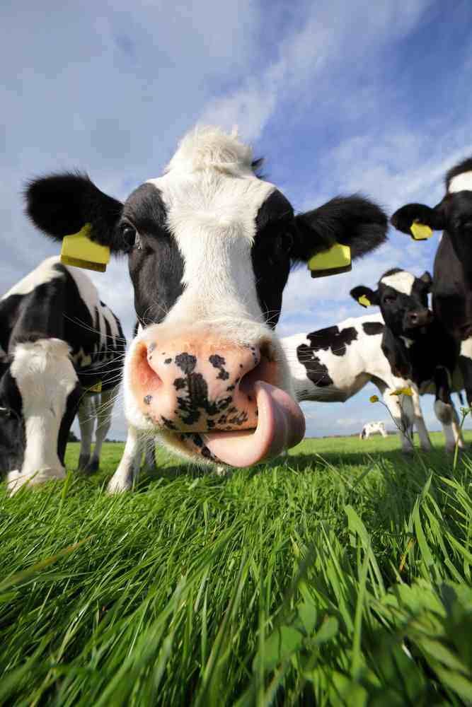 Global Dairy Prices at lowest level since 2009 and set to stay there