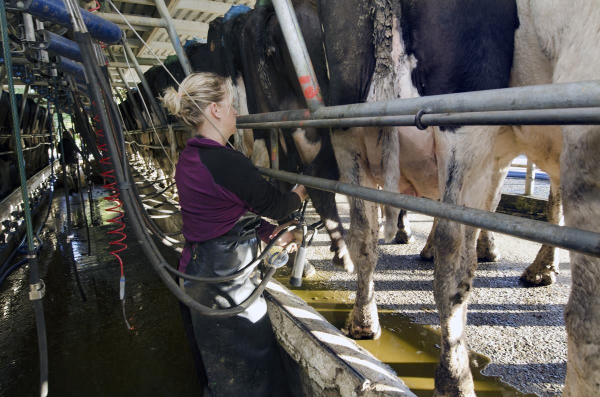 Analysis: Dairy commodity prices continue surge in recent weeks