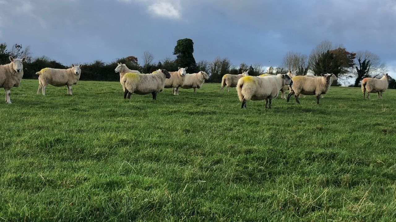 Two further cases of bluetongue confirmed in livestock in Kent