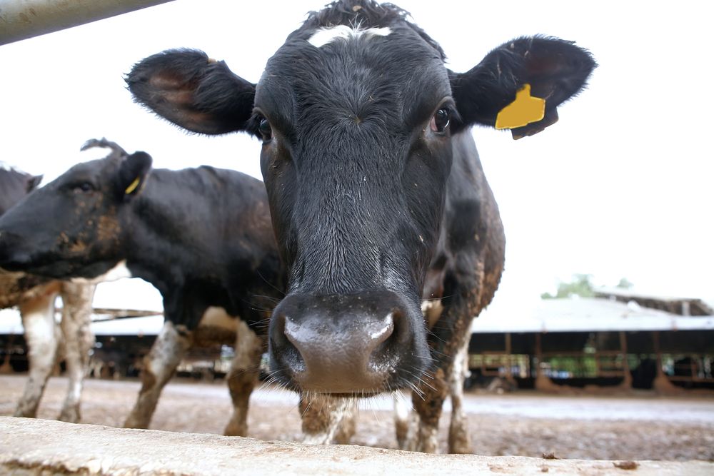 China driving demand for Aussie dairy heifers