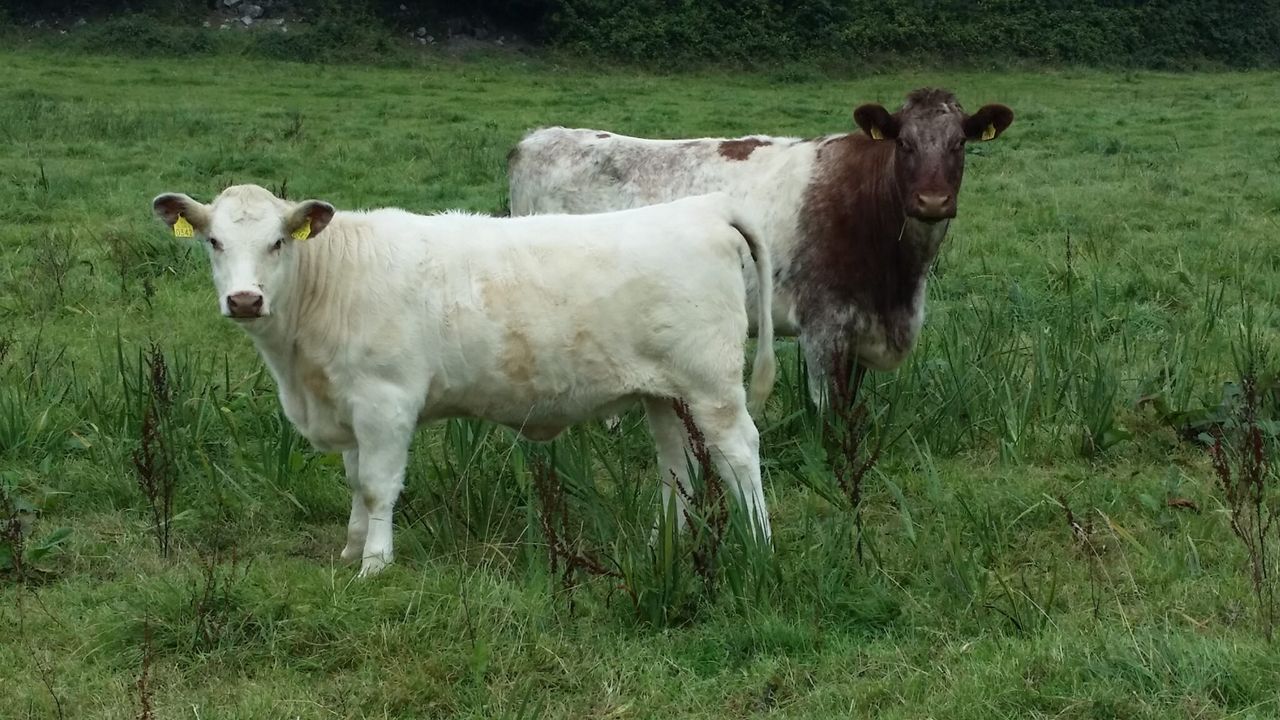 New team takes the helm at Beef Shorthorn Cattle Society