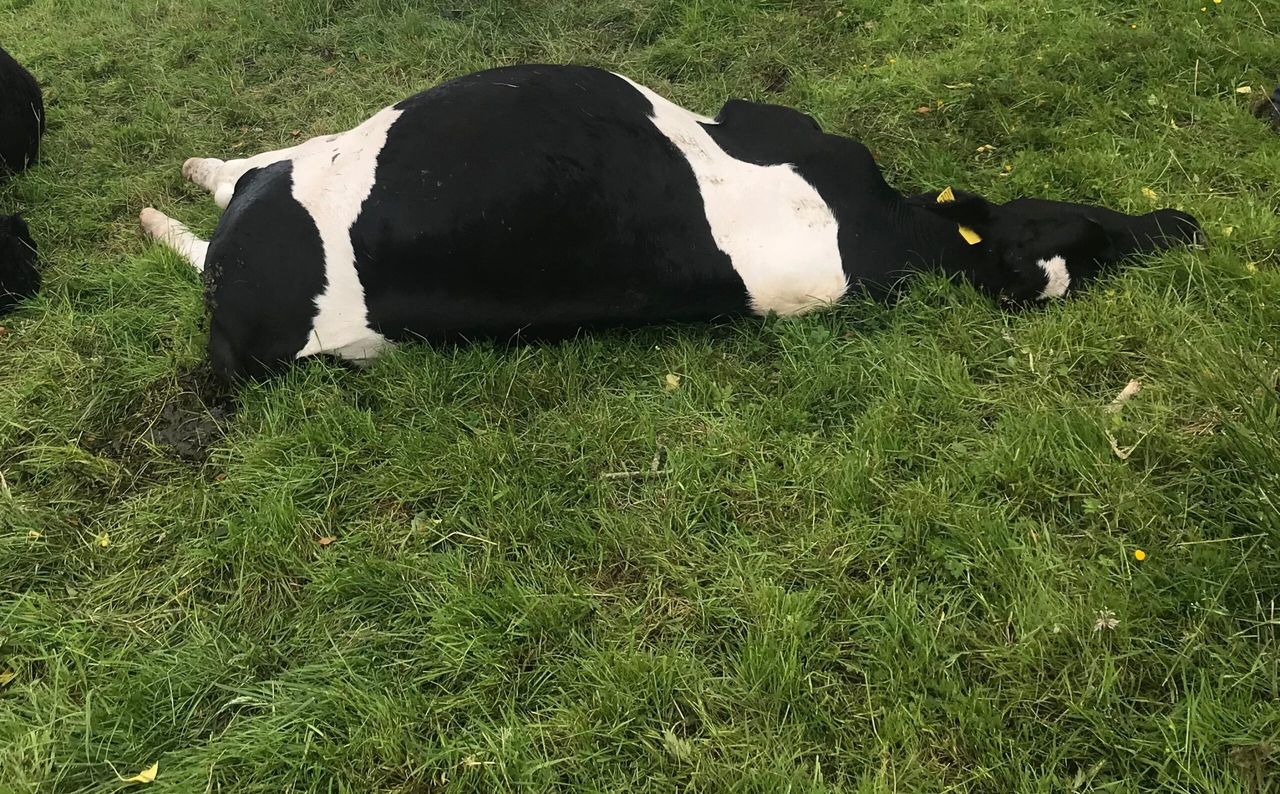 Video: Nitrate poisoning claims 11 cattle on reseeded field in Ireland