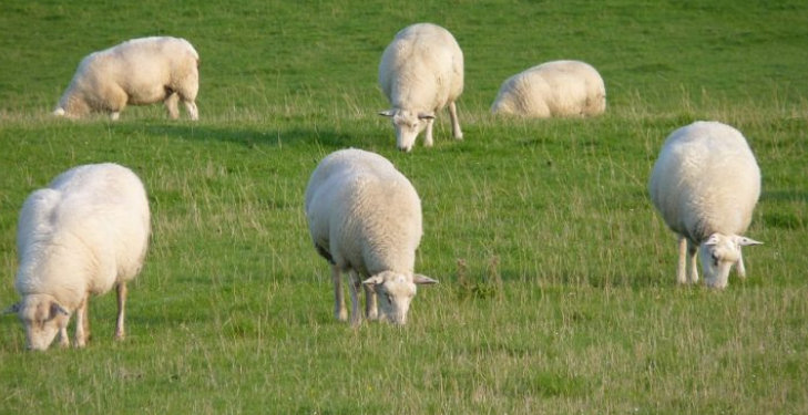 It’s soon time to start scanning early-lambing flocks