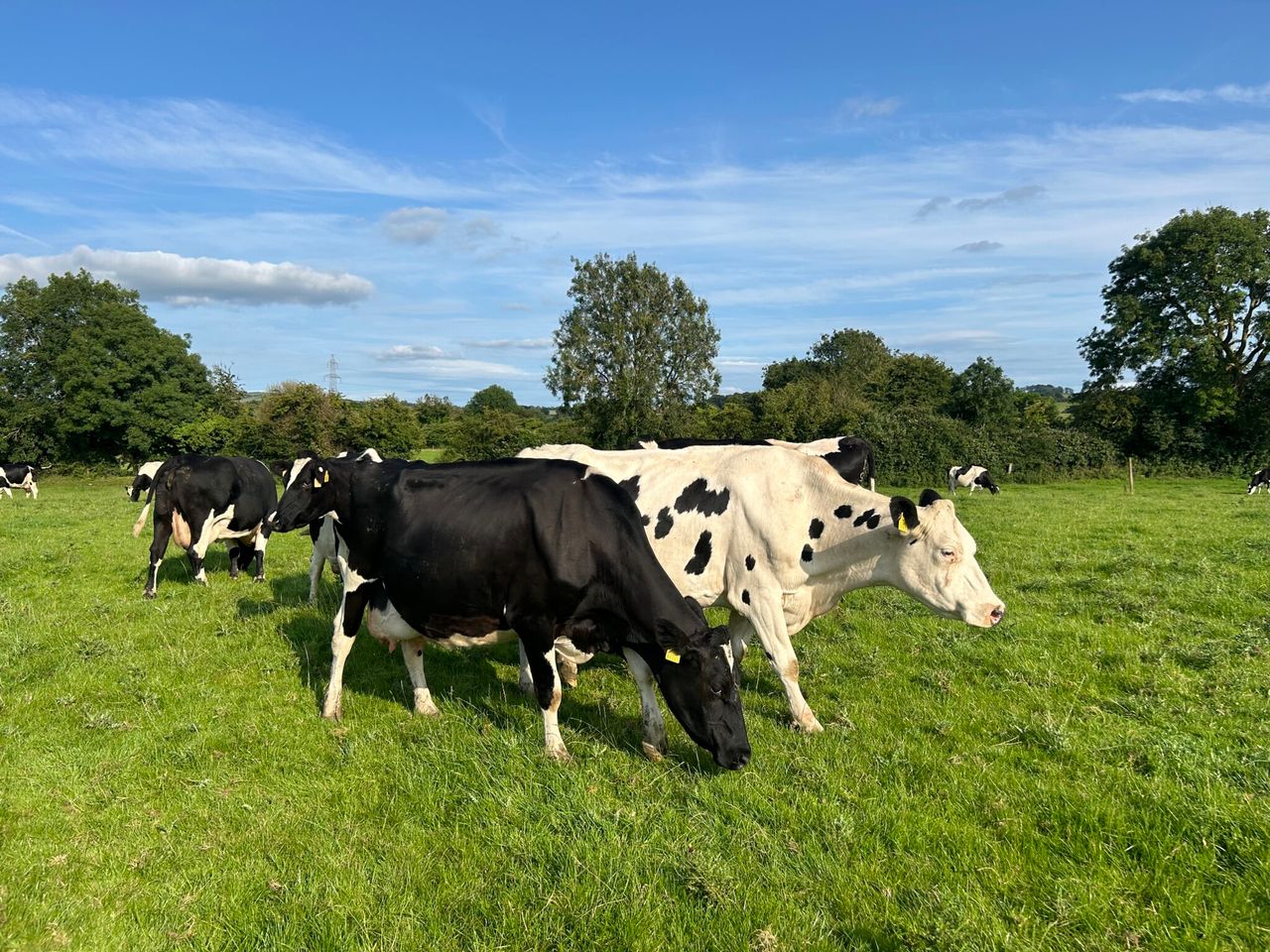 Survey findings reveal BTV-3 impact in UK