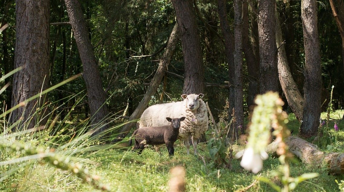 Rural communities failed by Whitehall – CA tells parliamentary inquiry
