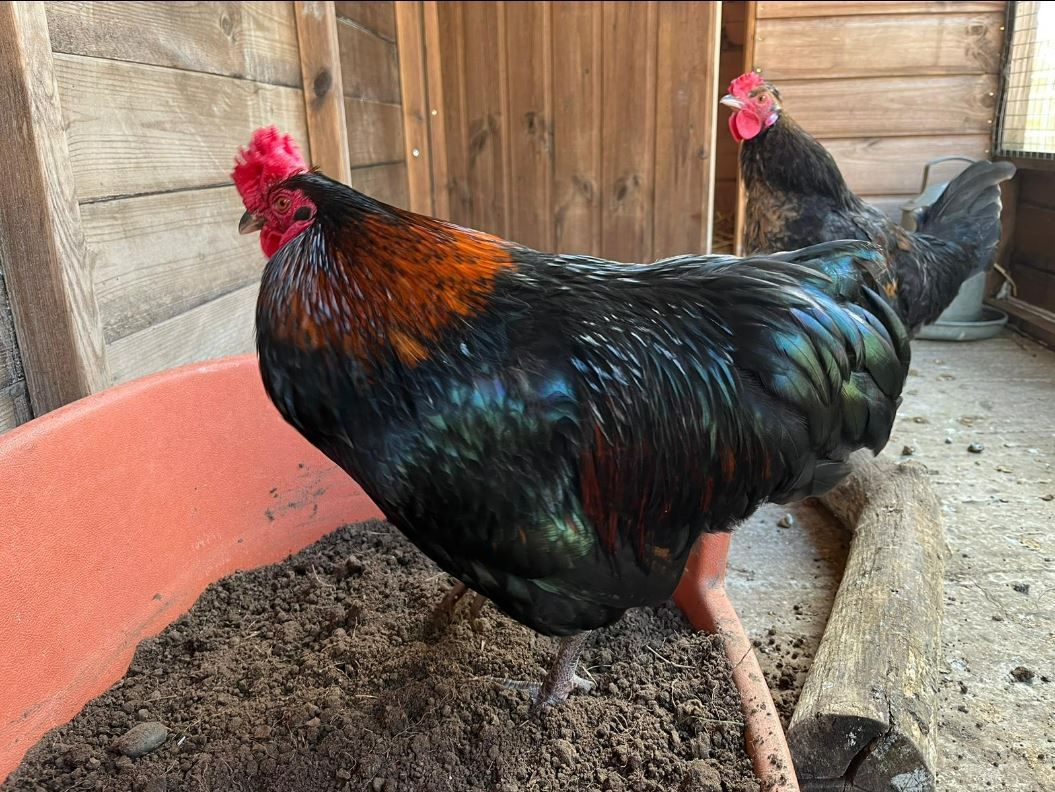 Cockerels named Homer and Simpson need new homes - RSPCA