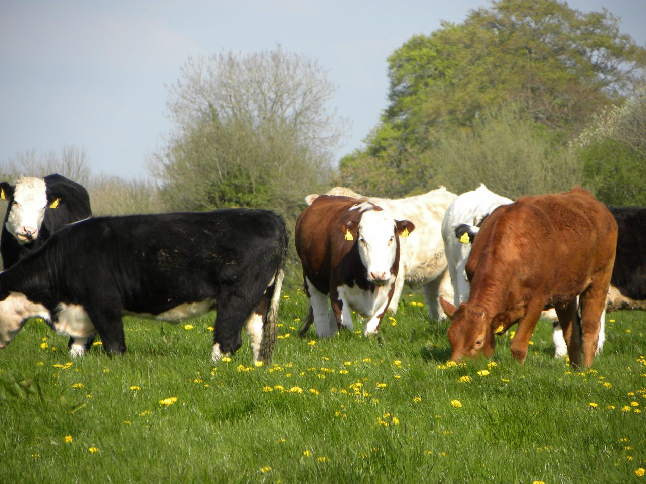 7 steps to reduce herd health risks buying stock