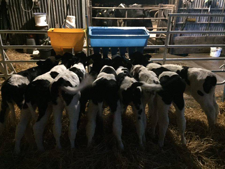 Autumn calving: The importance of colostrum quality