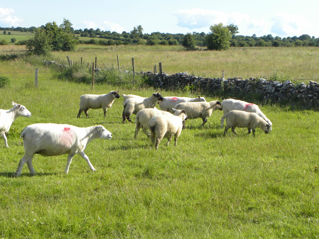 'There is potential for UK lamb on the US market'